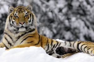 Tiger in Winter9034913600 300x200 - Tiger in Winter - Winter, Tiger